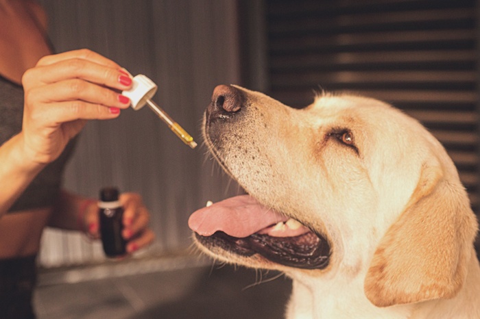Time to bring home a good cbd oil for your dog